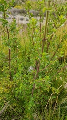 Minthostachys mollis