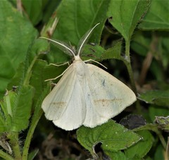 Lychnosea intermicata