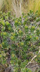 Baccharis linearifolia