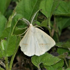 Lychnosea intermicata