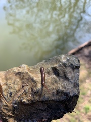 Erpobdellidae