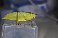 Ruidocollaris truncatolobata
