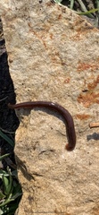 Erpobdellidae