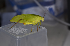 Ruidocollaris truncatolobata