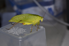 Ruidocollaris truncatolobata