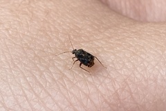 Charagochilus angusticollis