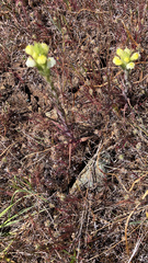 Castilleja rubicundula