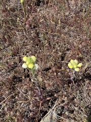 Castilleja rubicundula