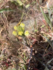 Castilleja rubicundula