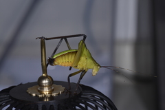 Ruidocollaris truncatolobata