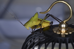 Ruidocollaris truncatolobata