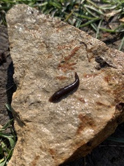 Erpobdella octoculata