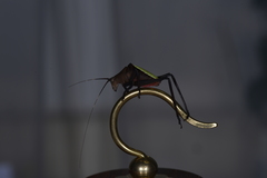 Ruidocollaris truncatolobata
