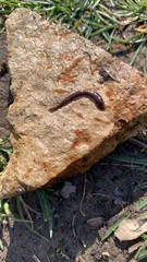 Erpobdella octoculata