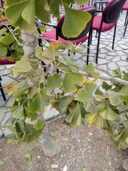 Ginkgo biloba