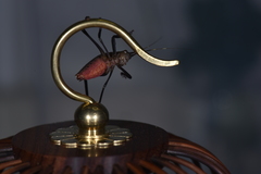 Ruidocollaris truncatolobata