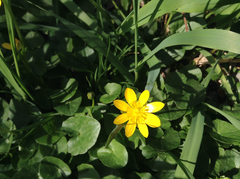 Ficaria verna ficariiformis