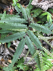 Adiantum pyramidale