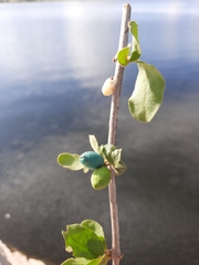 Erianthemum virescens