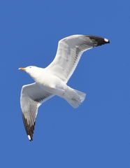 Larus fuscus barabensis
