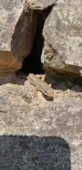 Podarcis muralis