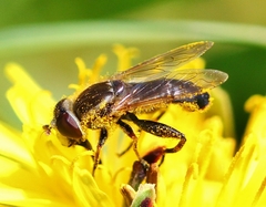 Anasimyia bilinearis