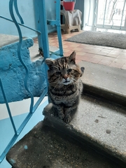 Felis catus
