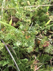 Ammoselinum