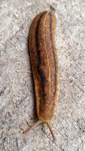 Cuban Leaf Slug
