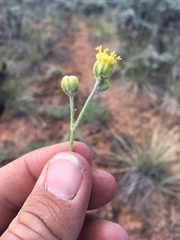 Hymenopappus filifolius