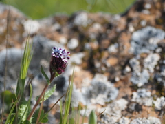 Anchusa variegata