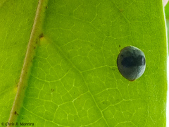 Azya orbigera ecuadorica
