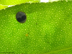 Azya orbigera ecuadorica