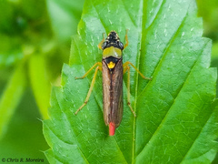 Acrogonia flavoscutellata