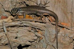 Trachylepis aureopunctata