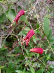 Passiflora murucuja
