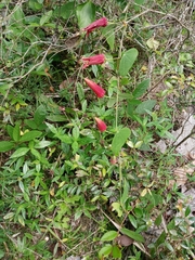 Passiflora murucuja