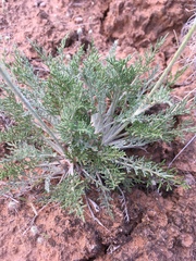 Hymenopappus filifolius