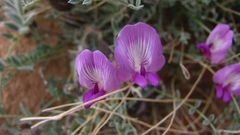 Astragalus zionis