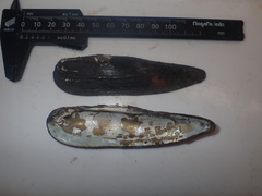 Lanceolaria oxyrhyncha