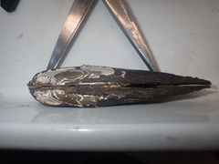 Lanceolaria oxyrhyncha