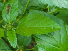 Acrogonia flavoscutellata