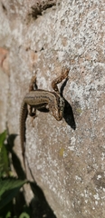 Podarcis muralis
