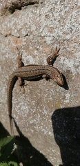 Podarcis muralis