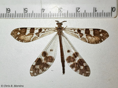 Millerleon subdolus