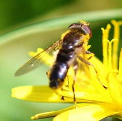 Anasimyia bilinearis