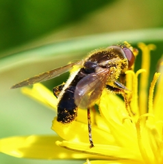 Anasimyia bilinearis
