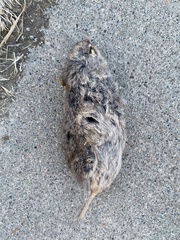 Microtus ochrogaster