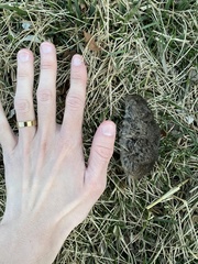 Microtus ochrogaster