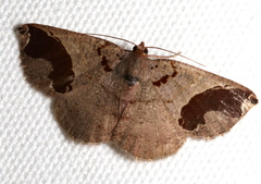 Perissopteryx commendata